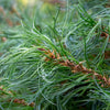 Almanac Planting Co: Close-up of Dwarf White Pine ‘Tiny Kurls’ showing soft blue-green needles with distinctive twisted curls.