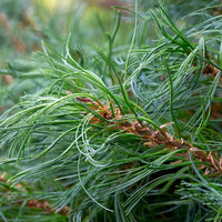 Almanac Planting Co: Close-up of Dwarf White Pine ‘Tiny Kurls’ showing soft blue-green needles with distinctive twisted curls.