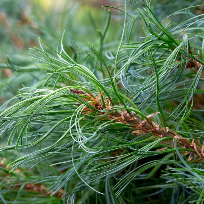 Almanac Planting Co: Close-up of Dwarf White Pine ‘Tiny Kurls’ showing soft blue-green needles with distinctive twisted curls.