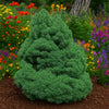 Almanac Planting Co: Dwarf White Pine ‘Tiny Kurls’ forming a dense, rounded evergreen mound in a mixed garden border.