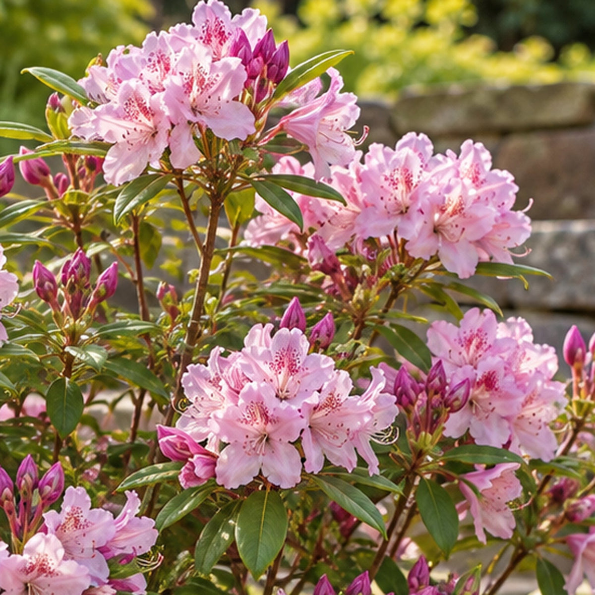 Pioneer Silvery Pink Rhododendron