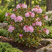 Pioneer Silvery Pink Rhododendron