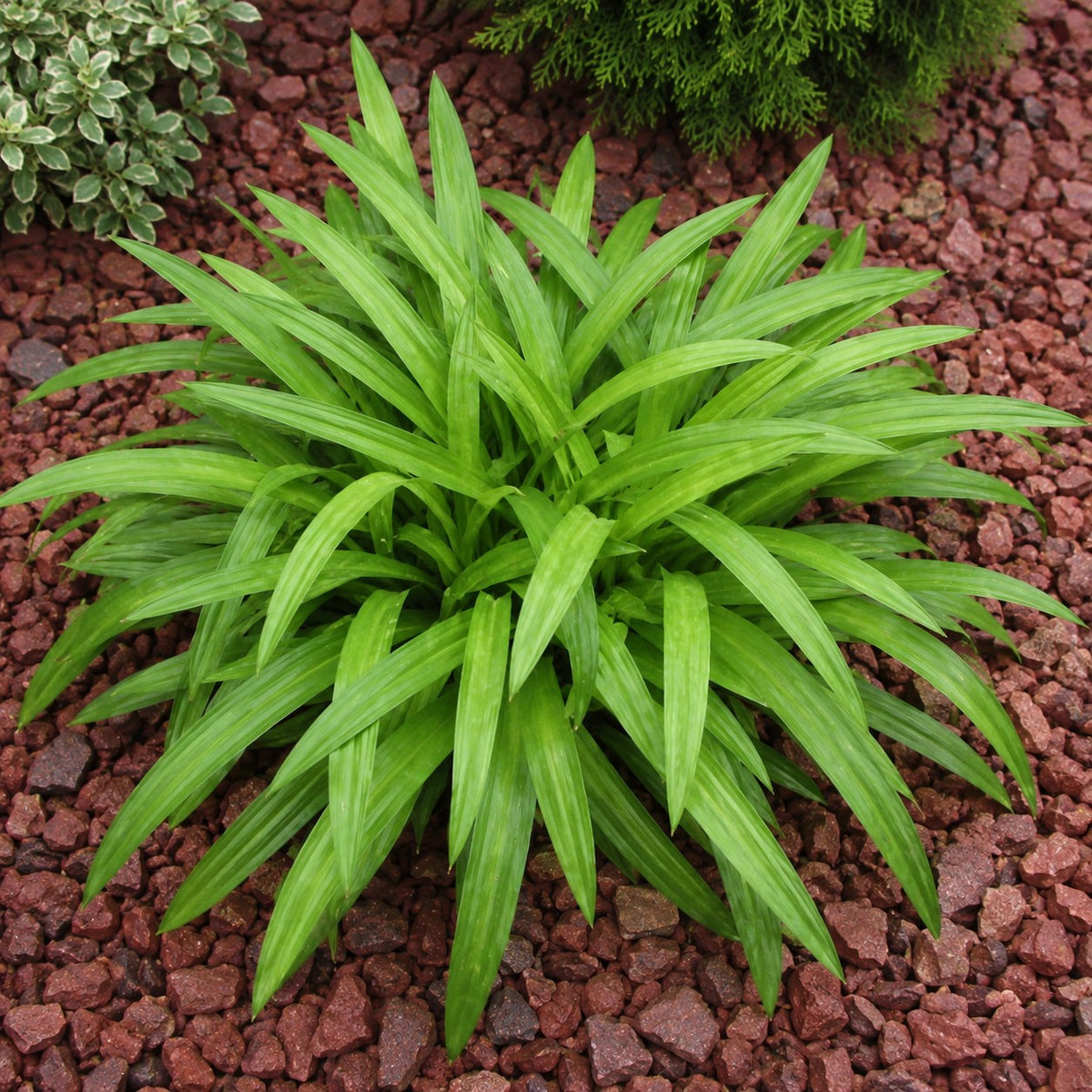 Almanac Planting Co: Plantain leaf sedge growing in decorative red stone with bright green pleated foliage