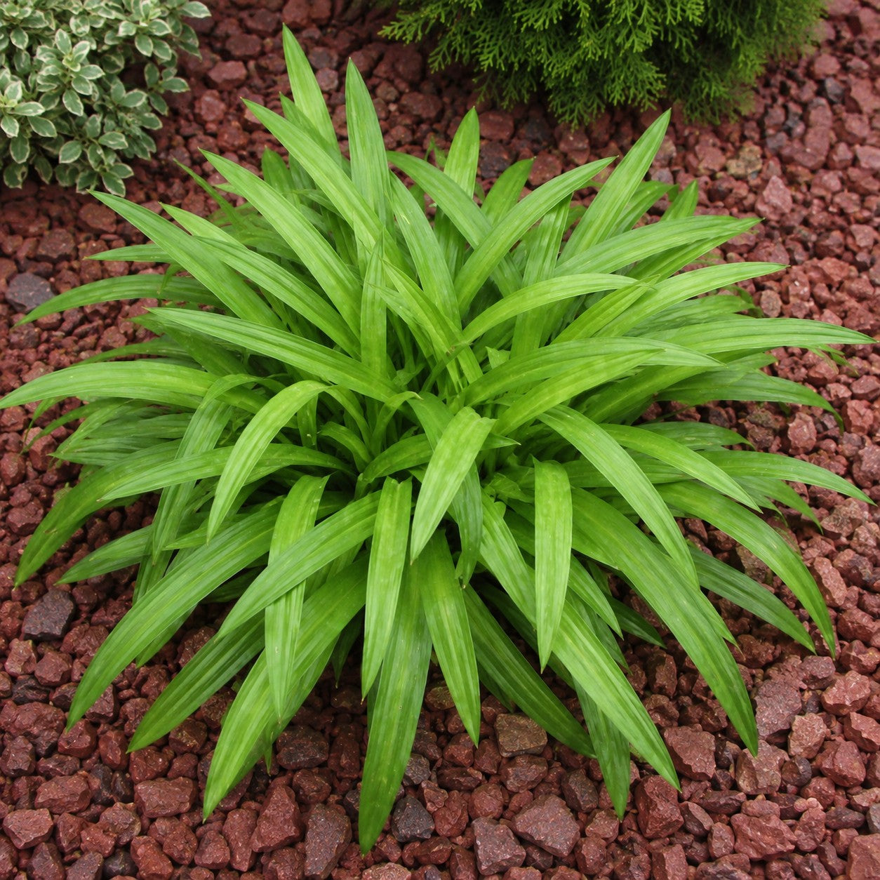 Almanac Planting Co: Plantain leaf sedge growing in decorative red stone with bright green pleated foliage