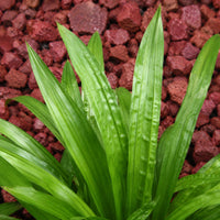 Almanac Planting Co: Close-up of plantain leaf sedge foliage with textured green leaves against red landscape stone background