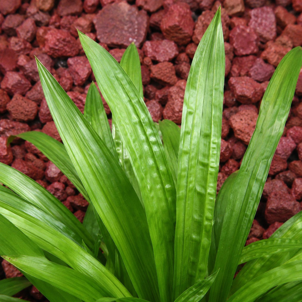 Almanac Planting Co: Close-up of plantain leaf sedge foliage with textured green leaves against red landscape stone background