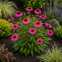 PowWow Wild Berry Coneflower