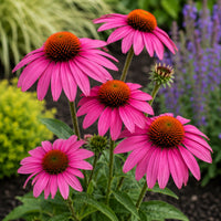 PowWow Wild Berry Coneflower