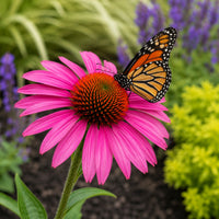 PowWow Wild Berry Coneflower