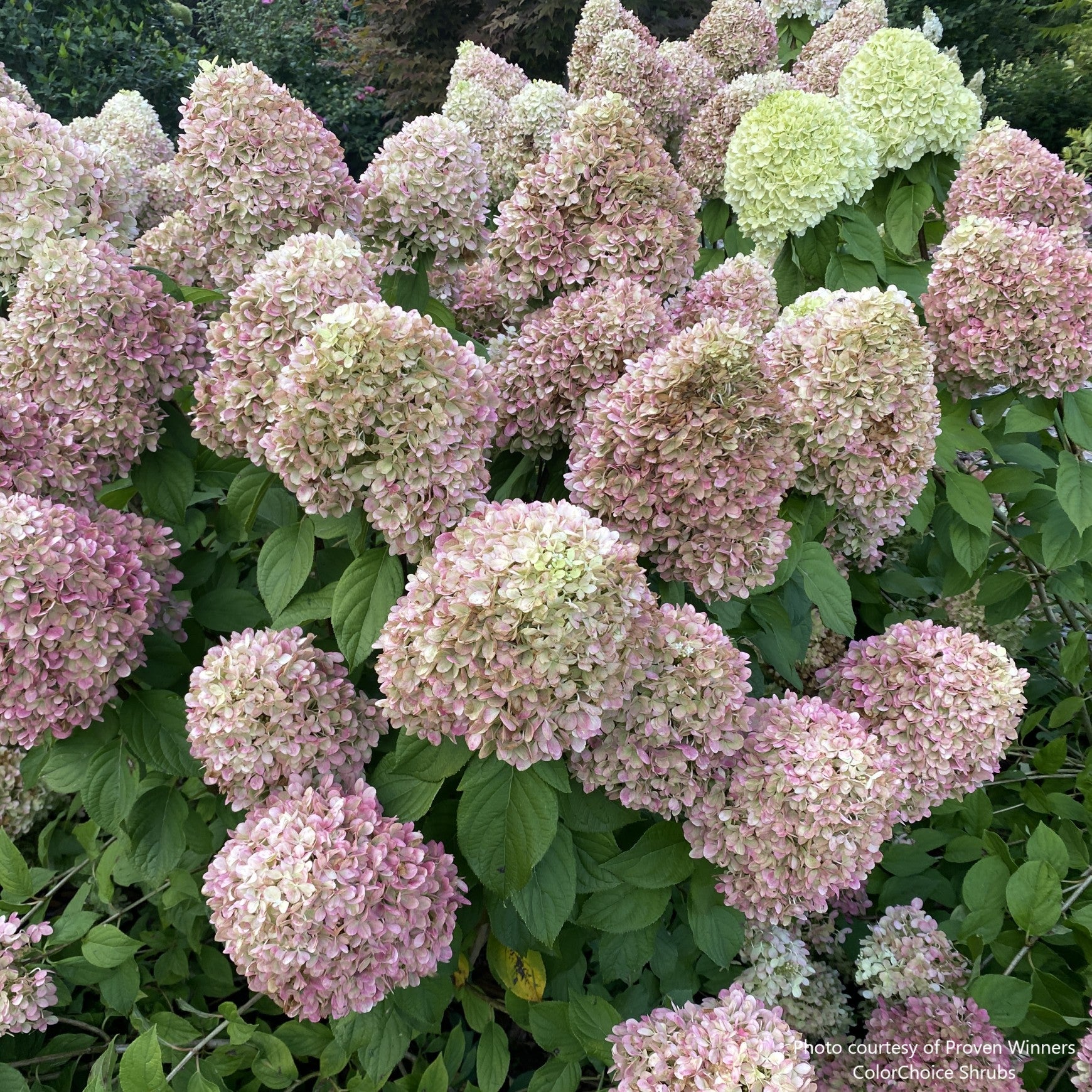 Powerball® Panicle Hydrangea