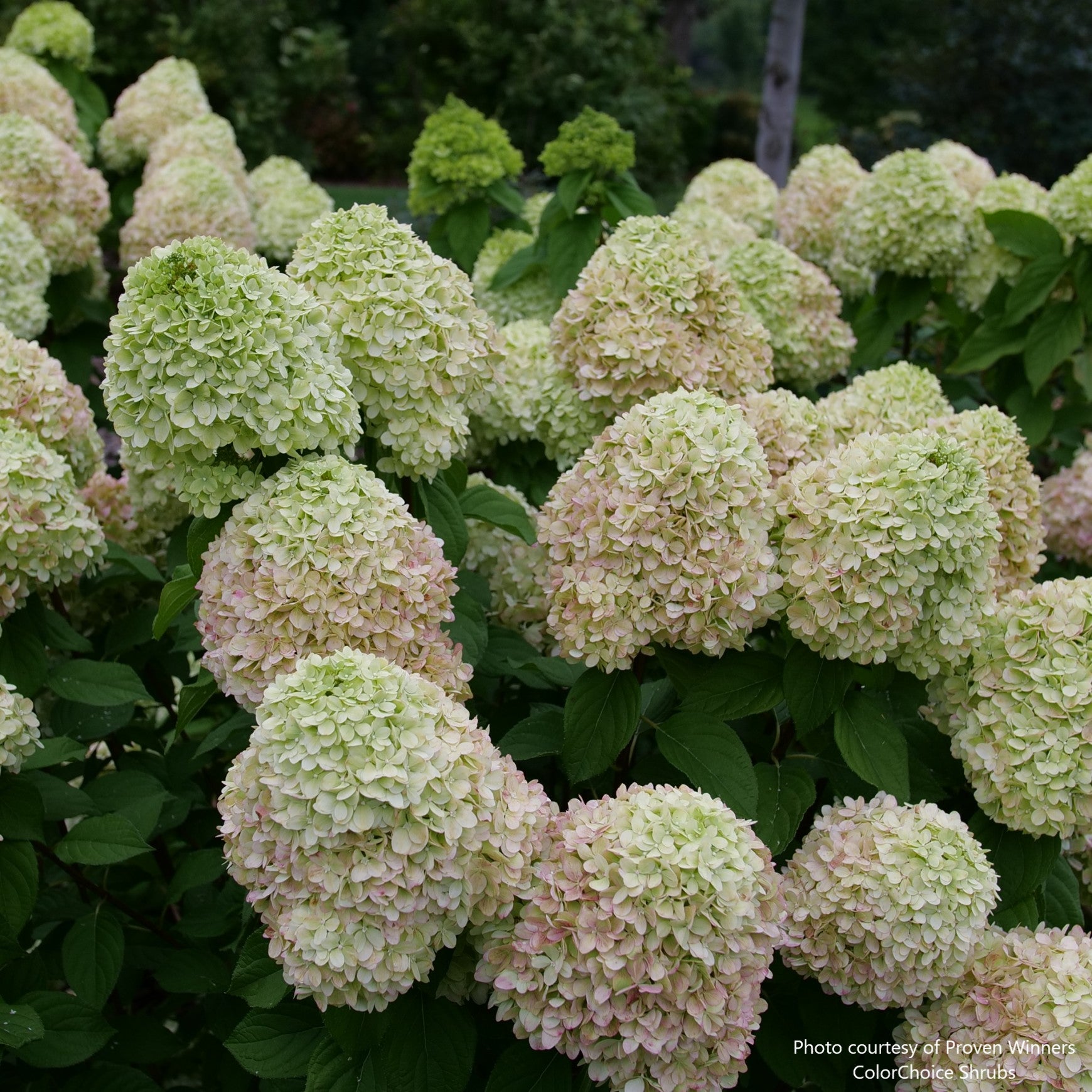 Plants for USDA Zone 6 – Page 9 – Almanac Planting Co