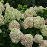 Powerball® Panicle Hydrangea