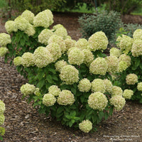 Powerball® Panicle Hydrangea