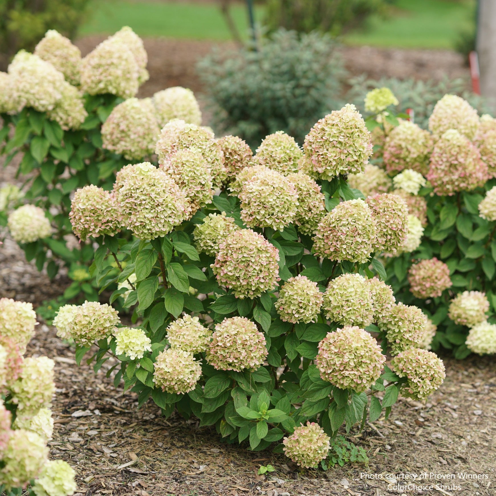 Powerball® Panicle Hydrangea