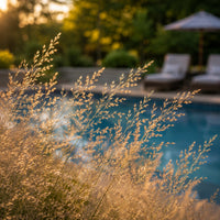 Prairie Dropseed