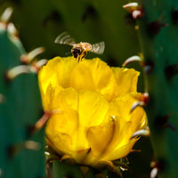 Mulberry Creek Prickly Pear Cactus