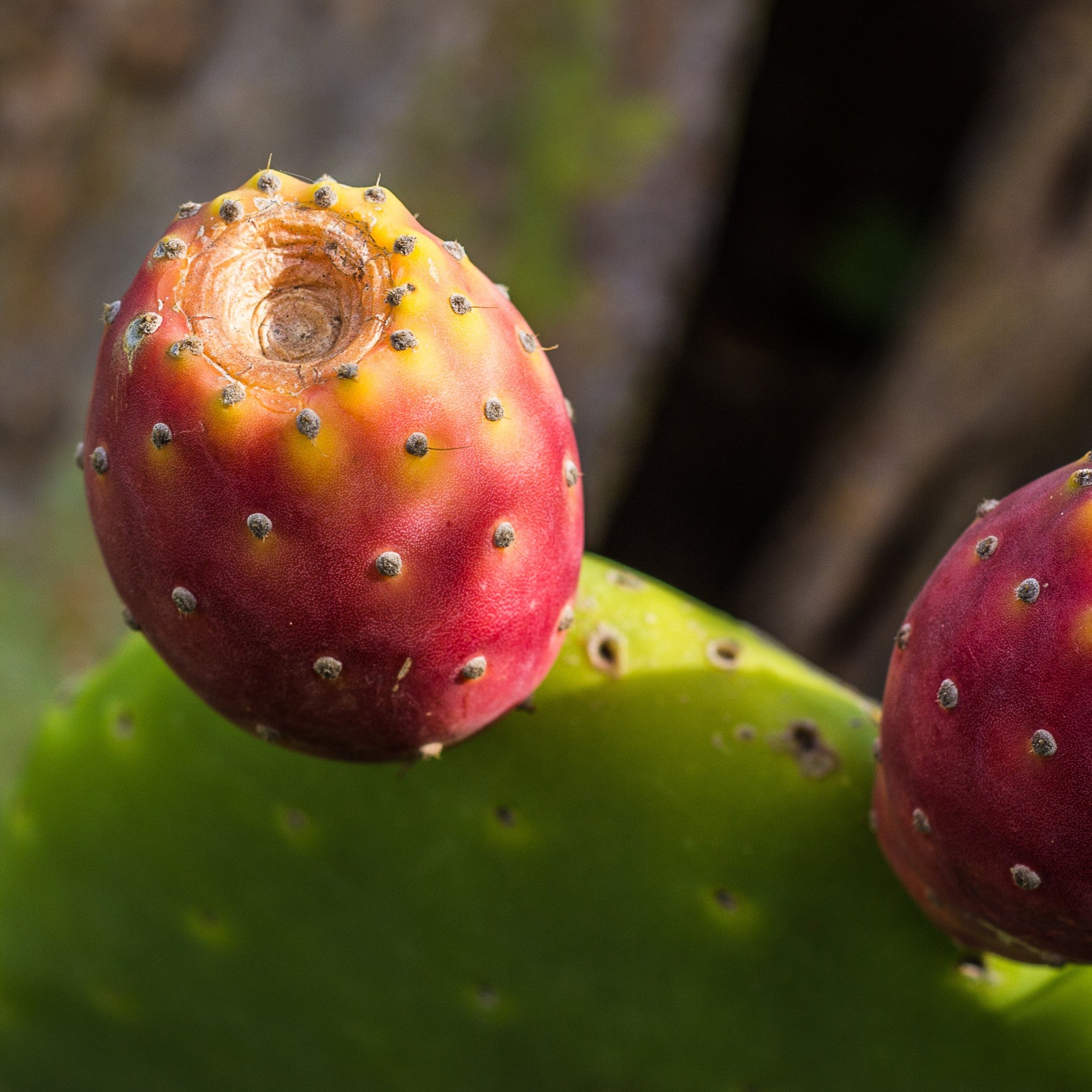 Mulberry Creek Prickly Pear Cactus
