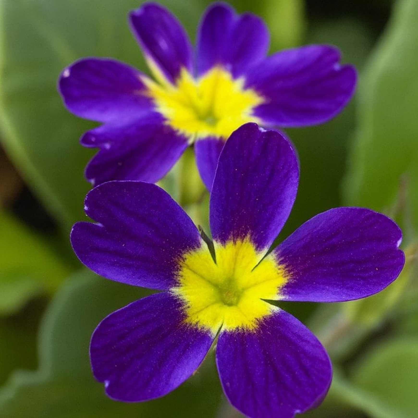 Almanac Planting Co: A cluster of Primula ‘Oakland Blue’ blooms showcases its vivid blue and golden tones. A compact, cold-hardy perennial that brings striking color to borders, woodland edges, and patio planters.