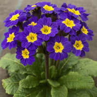 Almanac Planting Co: Primula ‘Oakland Blue’ forms a lush mound of deep blue flowers with sunny yellow eyes. Perfect for brightening shady spots, it’s a standout spring bloomer with lasting ornamental appeal.