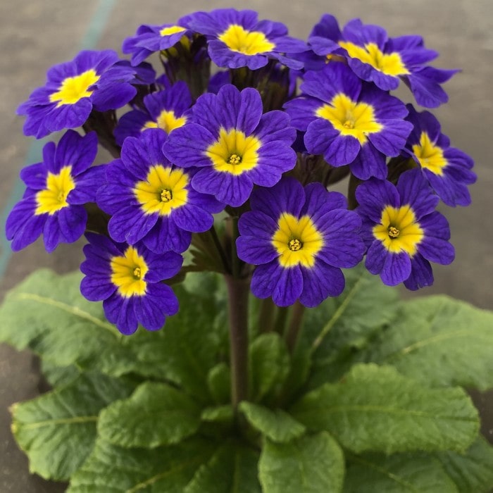 Almanac Planting Co: Primula ‘Oakland Blue’ forms a lush mound of deep blue flowers with sunny yellow eyes. Perfect for brightening shady spots, it’s a standout spring bloomer with lasting ornamental appeal.