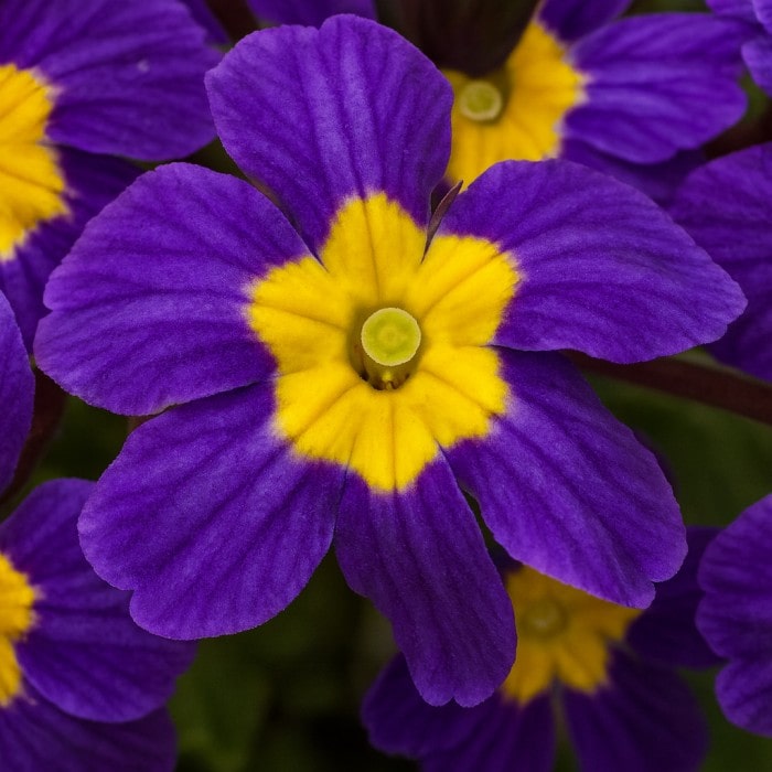 Almanac Planting Co: A close-up of Primula ‘Oakland Blue’ highlights its rich violet-blue petals and bright yellow centers. This charming primrose adds early-season color and cheerful contrast to spring gardens and containers.