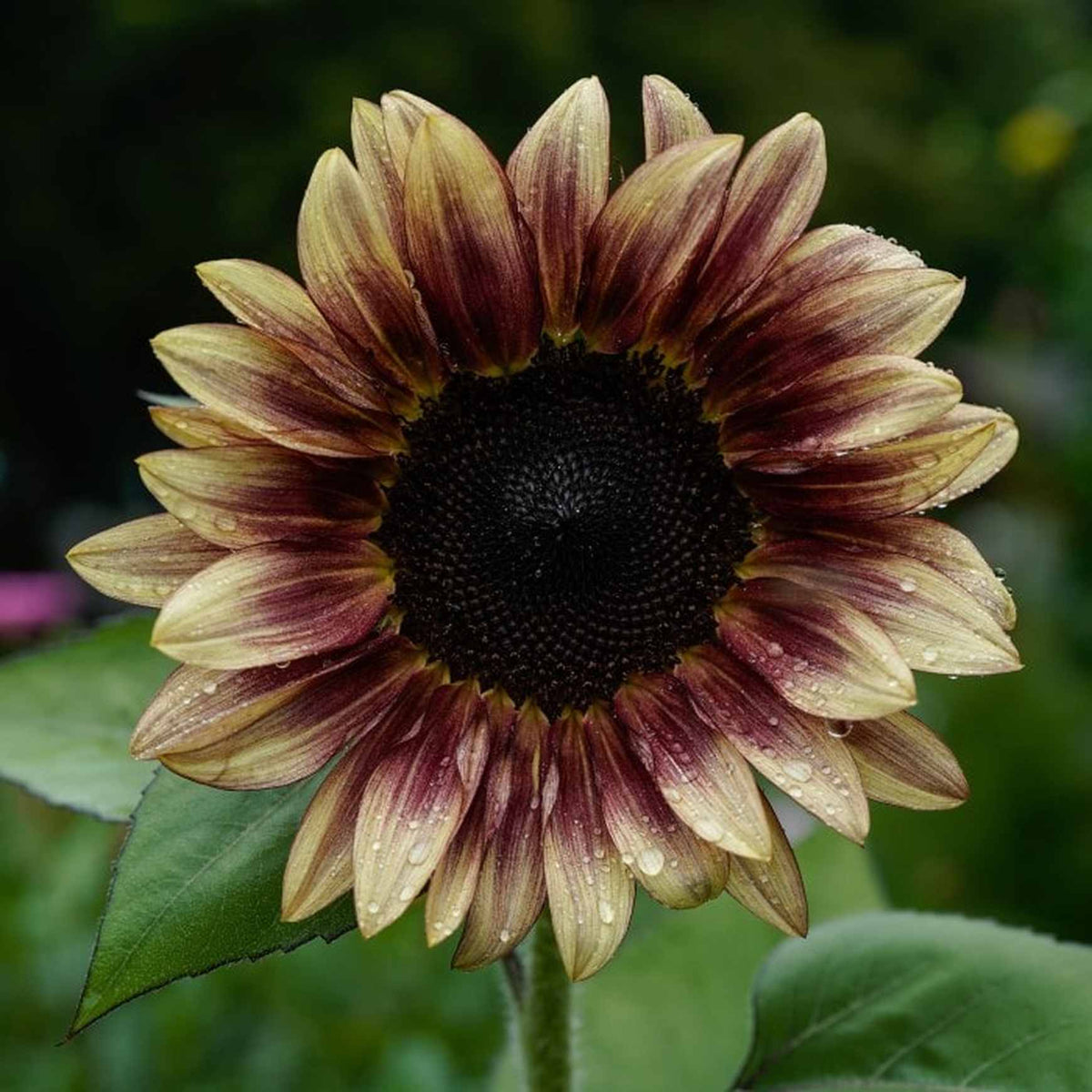 Almanac Planting Co: ProCut® Plum Sunflower with dusky plum and rose petals surrounding dark seed center