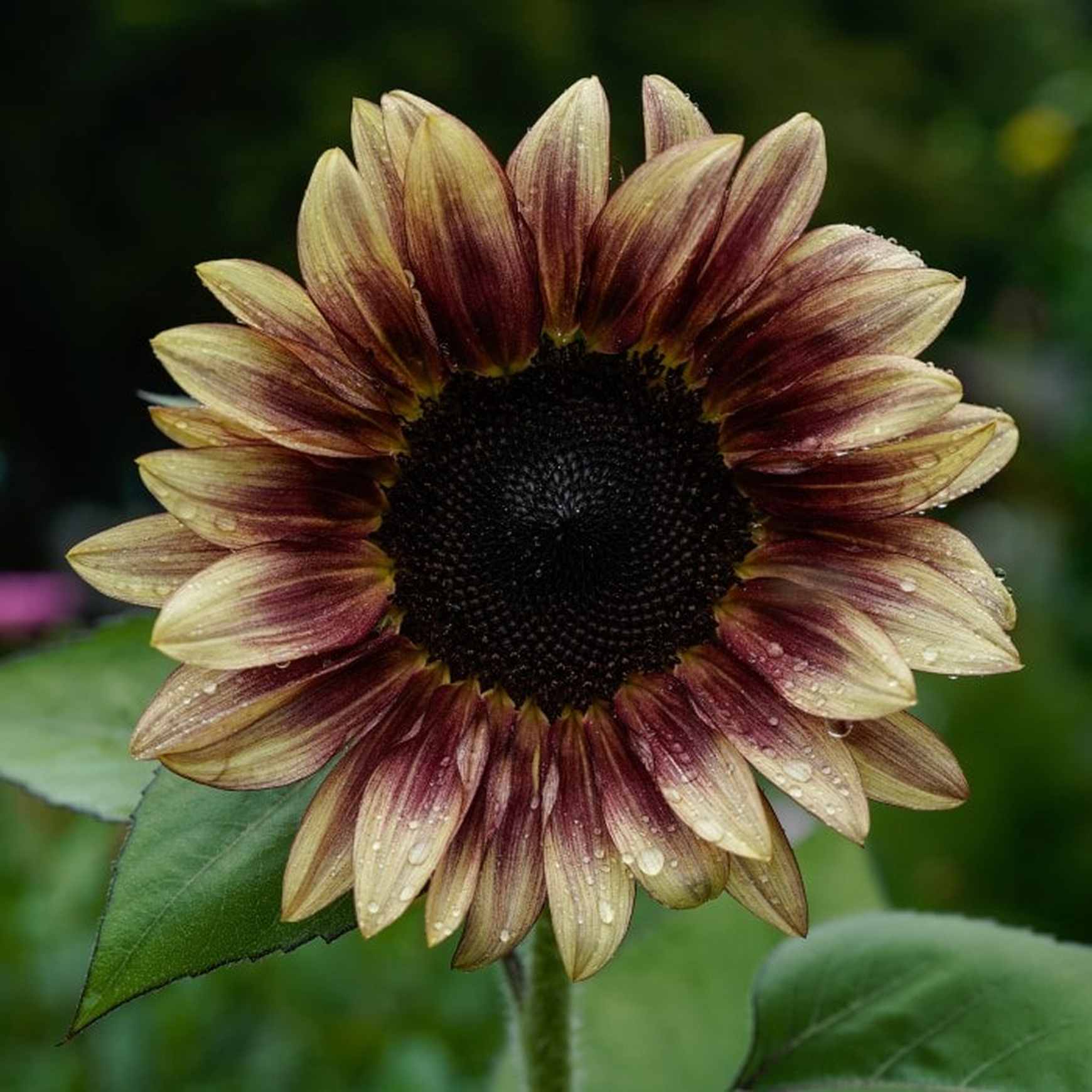 Almanac Planting Co: ProCut® Plum Sunflower with dusky plum and rose petals surrounding dark seed center