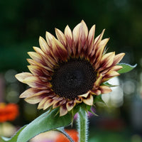 Almanac Planting Co: Close-up of ProCut® Plum Sunflower showing soft mauve tones and contrasting dark disk