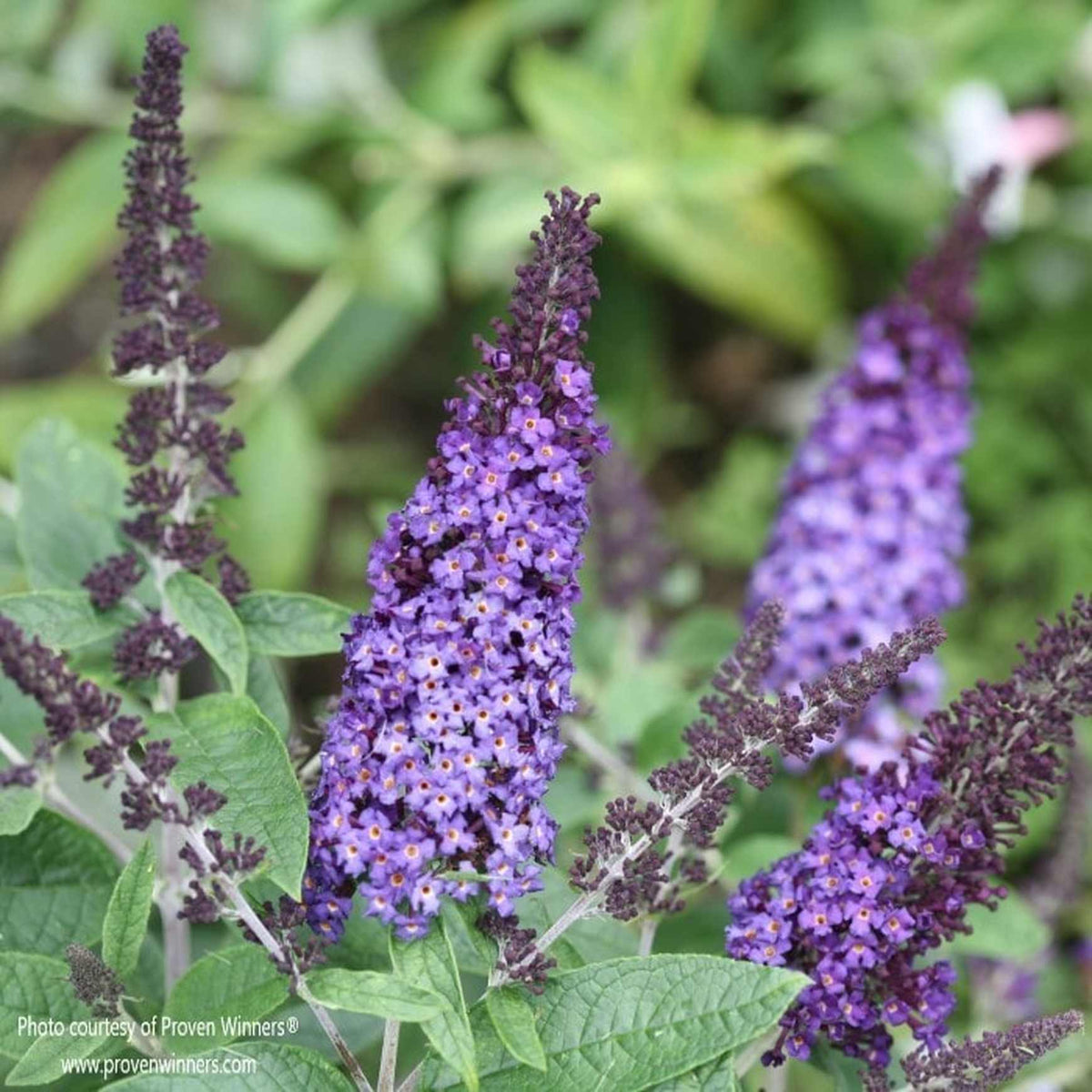 Almanac Planting Co: Pugster Blue® Dwarf Butterfly Bush by Proven Winners. A close-up side image of huge lilac blue colored blooms. 