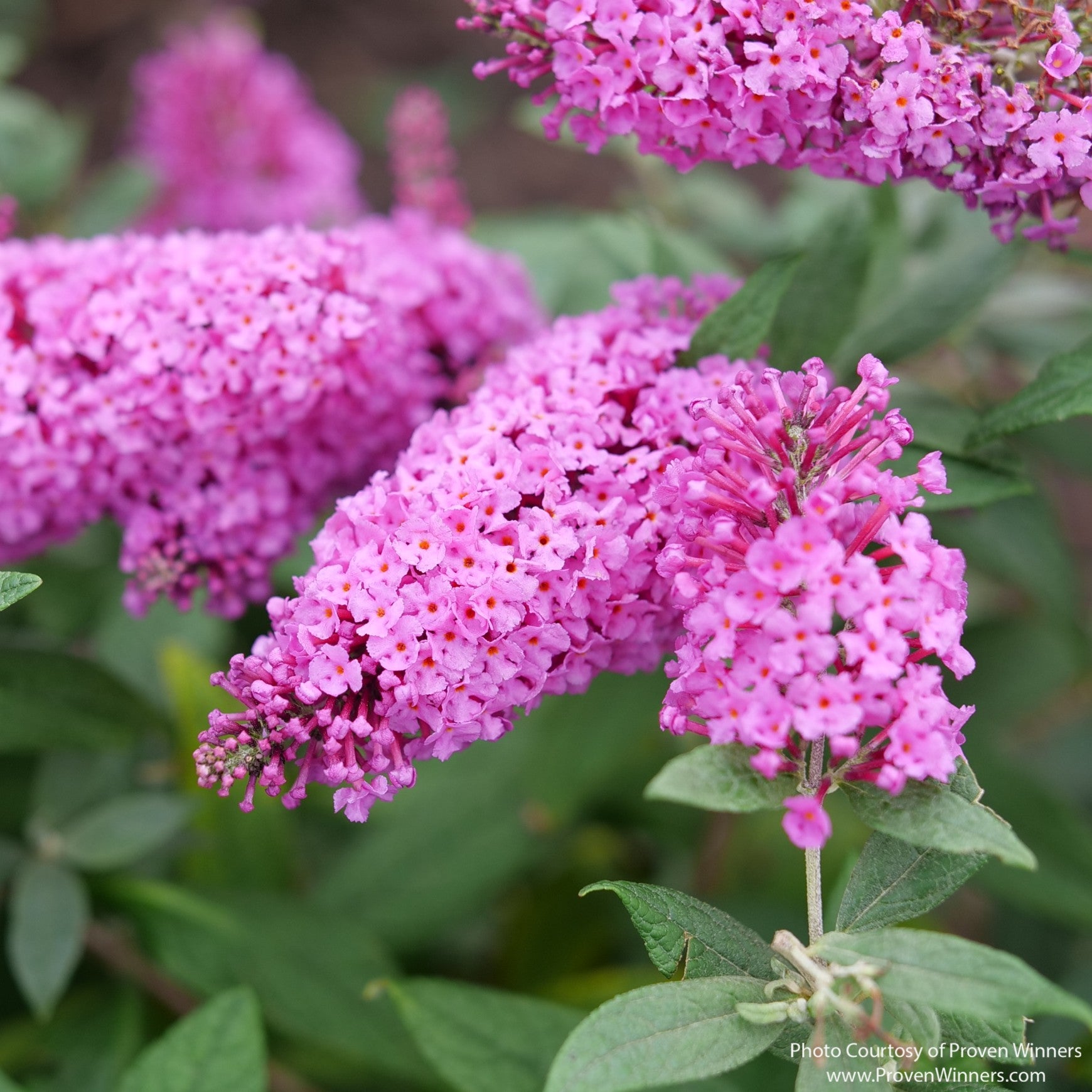 Almanac Planting Co: Close-up of Pugster Pinker® Butterfly Bush showing several saturated pink flower panicles with tiny orange eyes