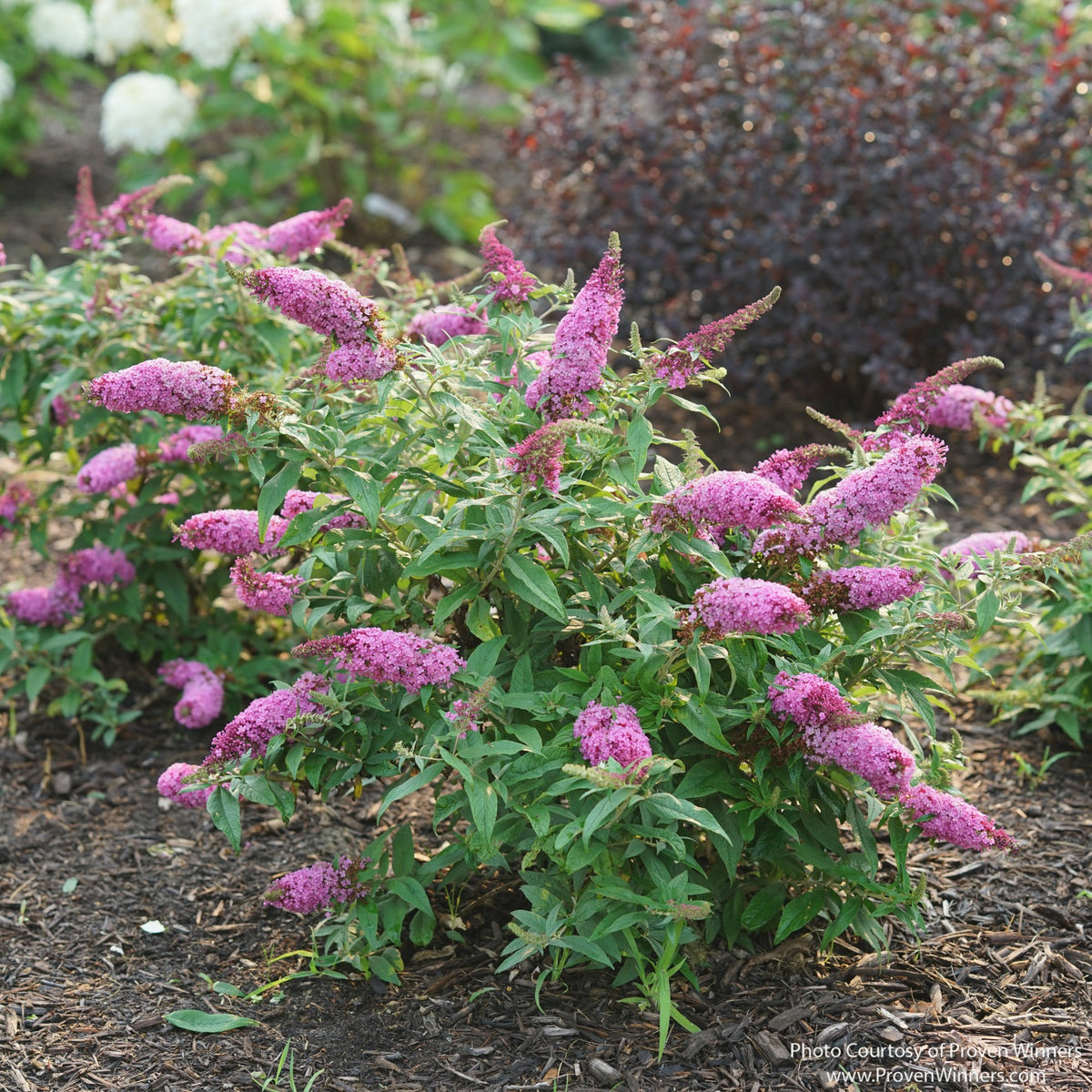 Almanac Planting Co: Compact rounded Pugster Pinker® Butterfly Bush covered in pink blooms in a mulched garden landscape