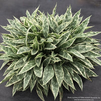 Pulmonaria 'Raspberry Frost'
