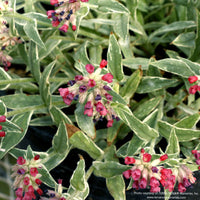 Pulmonaria 'Raspberry Frost'