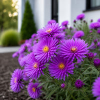 Almanac Planting Co: Close-up of Purple Dome New England Aster showing purple blooms and buds with a modern white home softly blurred behind