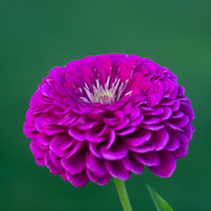 Almanac Planting Co: Benary's Giant Zinnia 'Purple' (Zinnia elegans (AKA Zinnia violacea)). A magenta violet flower as viewed from the side against a green background.