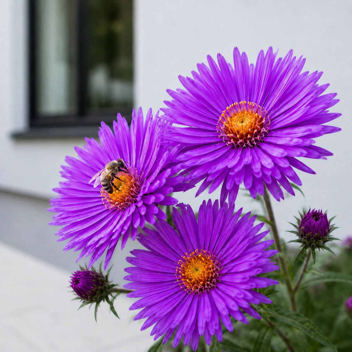 Almanac Planting Co: Close-up of Purple Dome New England Aster showing purple flowers with a bee feeding on a golden center