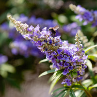 Queen Bee® Chastetree