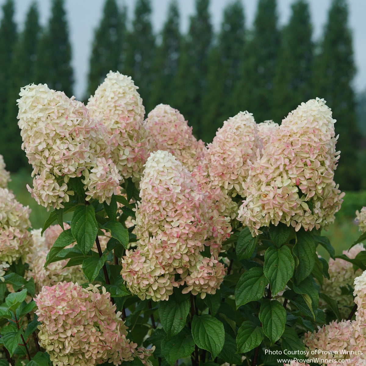 Almanac Planting Co: Quick Fire Fab™ Hydrangea with large creamy white to pale blush-pink panicles above dark green foliage