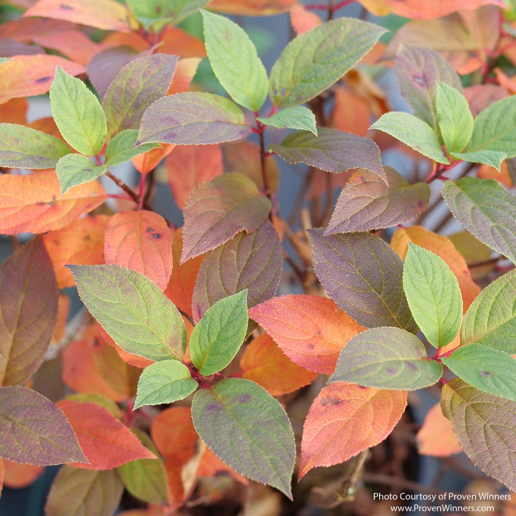 Almanac Planting Co: Close-up of Quick Fire Fab™ Hydrangea foliage showing orange, copper, burgundy and green fall color on red stems