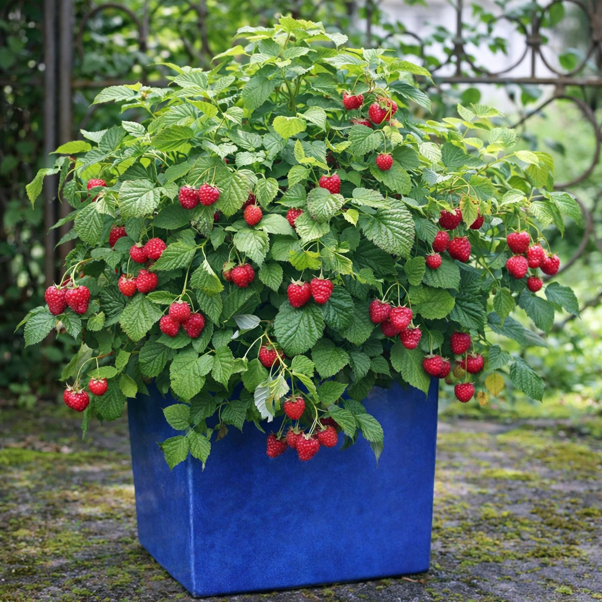 Almanac Planting Co: Encore Raspberry plant growing in a blue ceramic container with ripe red raspberries