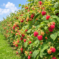 Almanac Planting Co: Heritage Raspberry plants growing in rows with ripe red raspberries