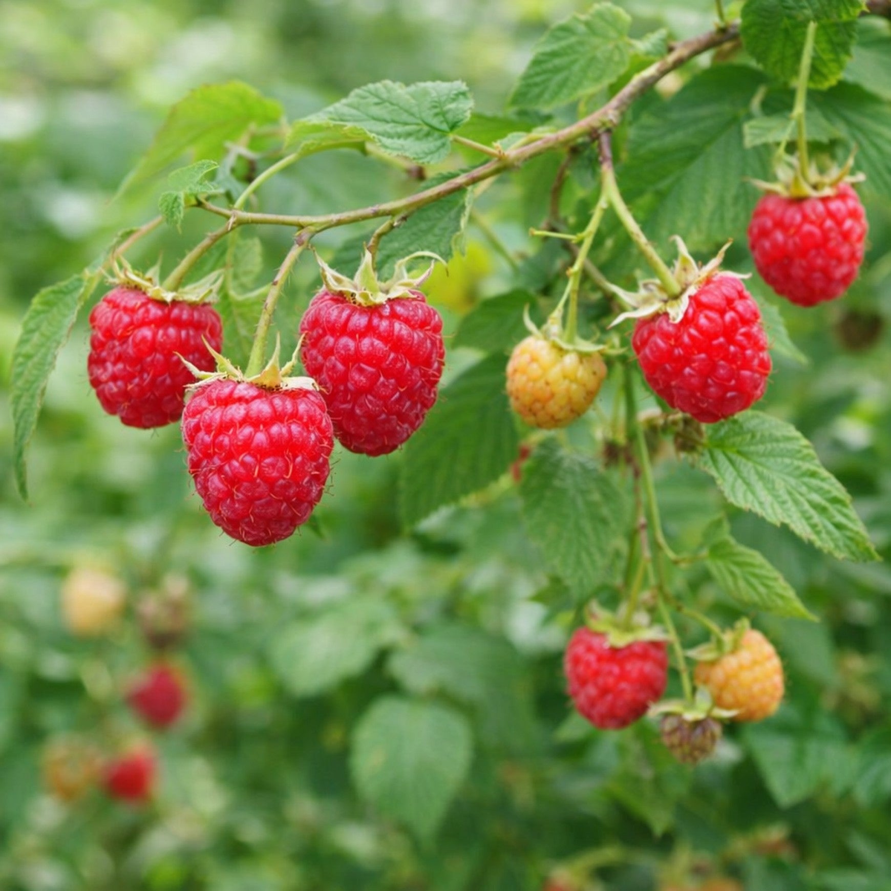 Almanac Planting Co: Ripe Heritage raspberries growing on raspberry plant