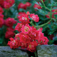 Almanac Planting Co: This close-up of the Red Drift Rose (Rosa 'Meigalpio') showcases the intense red blooms with their bright yellow centers, capturing the essence of these easy-care roses perfect for adding long-lasting color to small spaces and patio gardens.