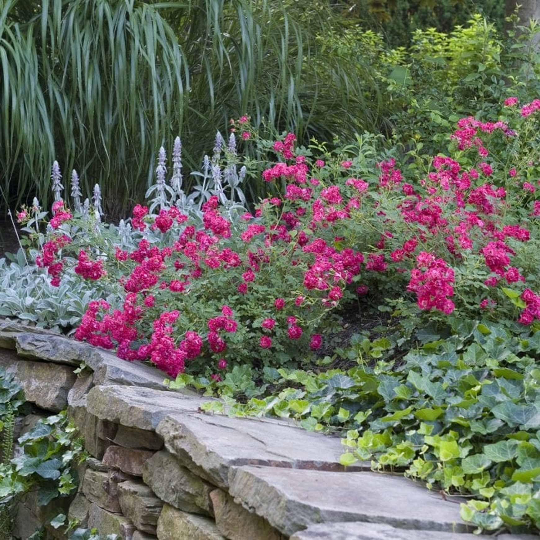 Almanac Planting Co: A garden landscape featuring Red Drift Roses (Rosa 'Meigalpio') in full, vibrant bloom, set against the backdrop of a lush, tiered garden bed with stone retaining walls, illustrating the roses' role in creating depth and contrast in garden design.