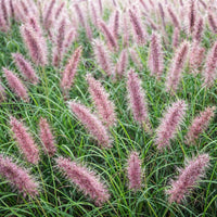 Red Head Fountain Grass