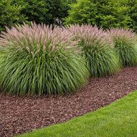 Red Head Fountain Grass