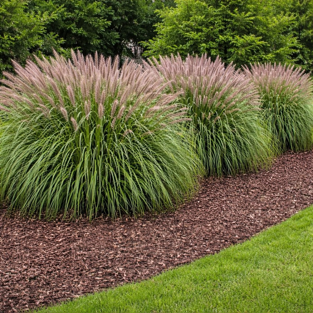 Red Head Fountain Grass