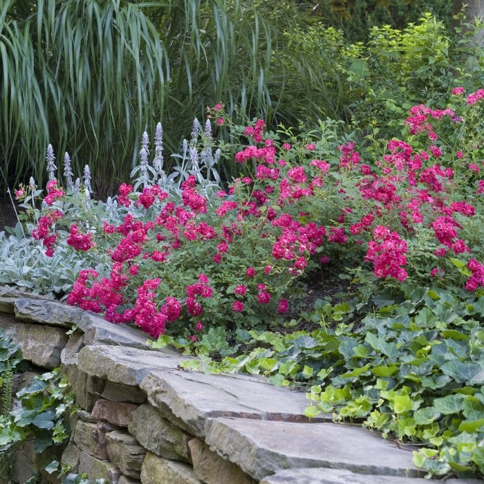 Almanac Planting Co: A garden landscape featuring Red Drift Roses (Rosa 'Meigalpio') in full, vibrant bloom, set against the backdrop of a lush, tiered garden bed with stone retaining walls, illustrating the roses' role in creating depth and contrast in garden design.