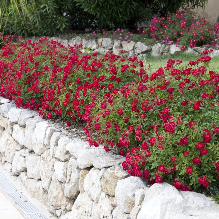 Almanac Planting Co: The Red Drift Rose (Rosa 'Meigalpio') creates a striking impact with its clusters of petite, crimson flowers cascading over a natural stone wall, ideal for a vibrant ground cover and adding alluring color to rock gardens and borders.