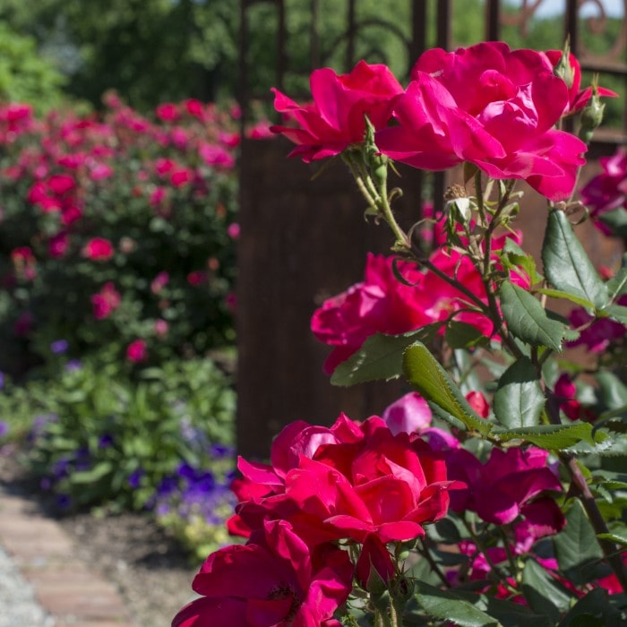 Almanac Planting Co: Red Knockout Roses (Rosa 'Radrazz') line a garden pathway, their bold red blooms providing a striking contrast against the surrounding greenery, perfect for creating a lively, low-maintenance hedge that thrives in various climates.